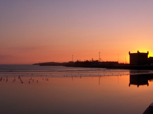 الصويرة: تبييض الاخطبوط المهرب عبر فواتير مزورة