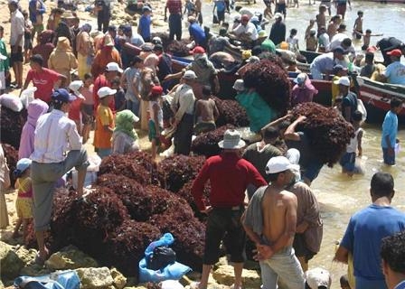 استخراج أزيد من  14 ألف طن من الطحالب المبللة و3900 طن من المجففة بالمنطقة