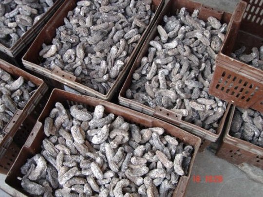 الداخلة:حجز 200كلغ من خيار البحر و تحقيق حول جهة الاستقبال