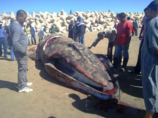 طانطان: العثور على حوت “المينك”” نافق قرب ميناء طانطان “