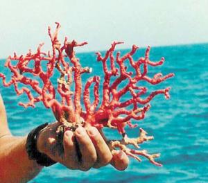 ضبط 6 كلغ من المرجان في مركب صيد ببليونش