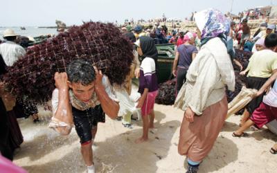 المغرب يصدر حوالي 40 في المائة من إنتاجه من الطحالب