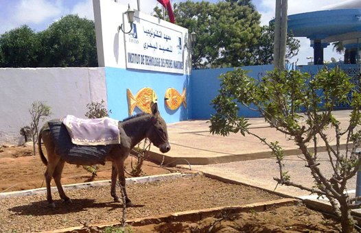 وزارة الفلاحة تتدخل لانعاش التكوين البحري بقطاع الصيد البحري