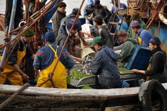 قيمة تفريغات الصيد الساحلي والتقليدي ترتفع بنسبة 8 في المئة نهاية يوليوز 2013