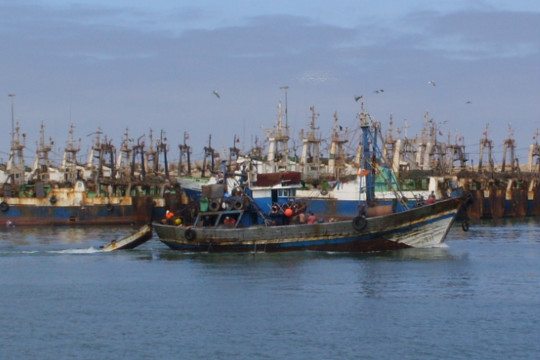 بعد راحة بيولوجية لمصايد طانطان ،و لا سردينة في عنبر اسطول صيد السردين