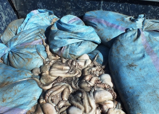 ردود فعل ايجابية حول قرار المنع المؤقت لصيد الاخطبوط بين أوساط ربابنة الصيد المغاربة