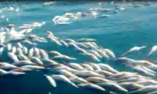 فضيحة أخرى تكشف هدر الثروة السمكية باسم القانون