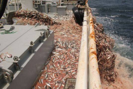 توقيف سفينة الصيد الساحلي أدرار الى اشعار آخر