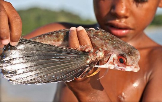 السمك الطائر