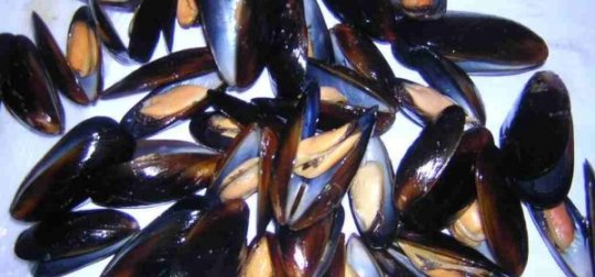 منع جمع و تسويق صدفيات منطقة واد لاو- قاع أسراس إلى إشعار آخر