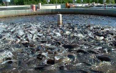 مصر تحتل المرتبة الثانية عالميا في مجال الاستزراع السمكي