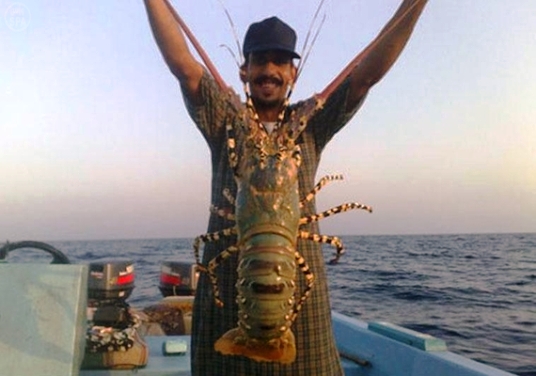 مطالب بتداول جراد البحر بسوق السمك لحفظ مصالح مهنيي الصيد التقليدي