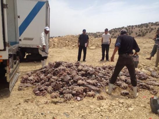 سلطات المراقبة بأكادير تنجح في ضبط 20 طن من الاخطبوط المهرب