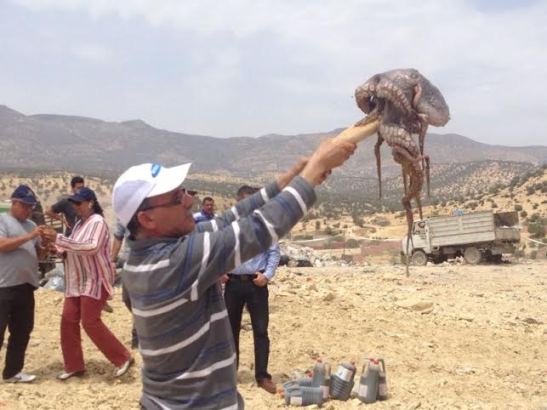 ضبط محاولة تهريب اخطبوط تم اتلافه بالمطرح البلدي لاكادير