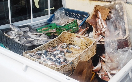 إحباط عملية توزيع ثلاثة أطنان ونصف من الأسماك الفاسدة بفاس