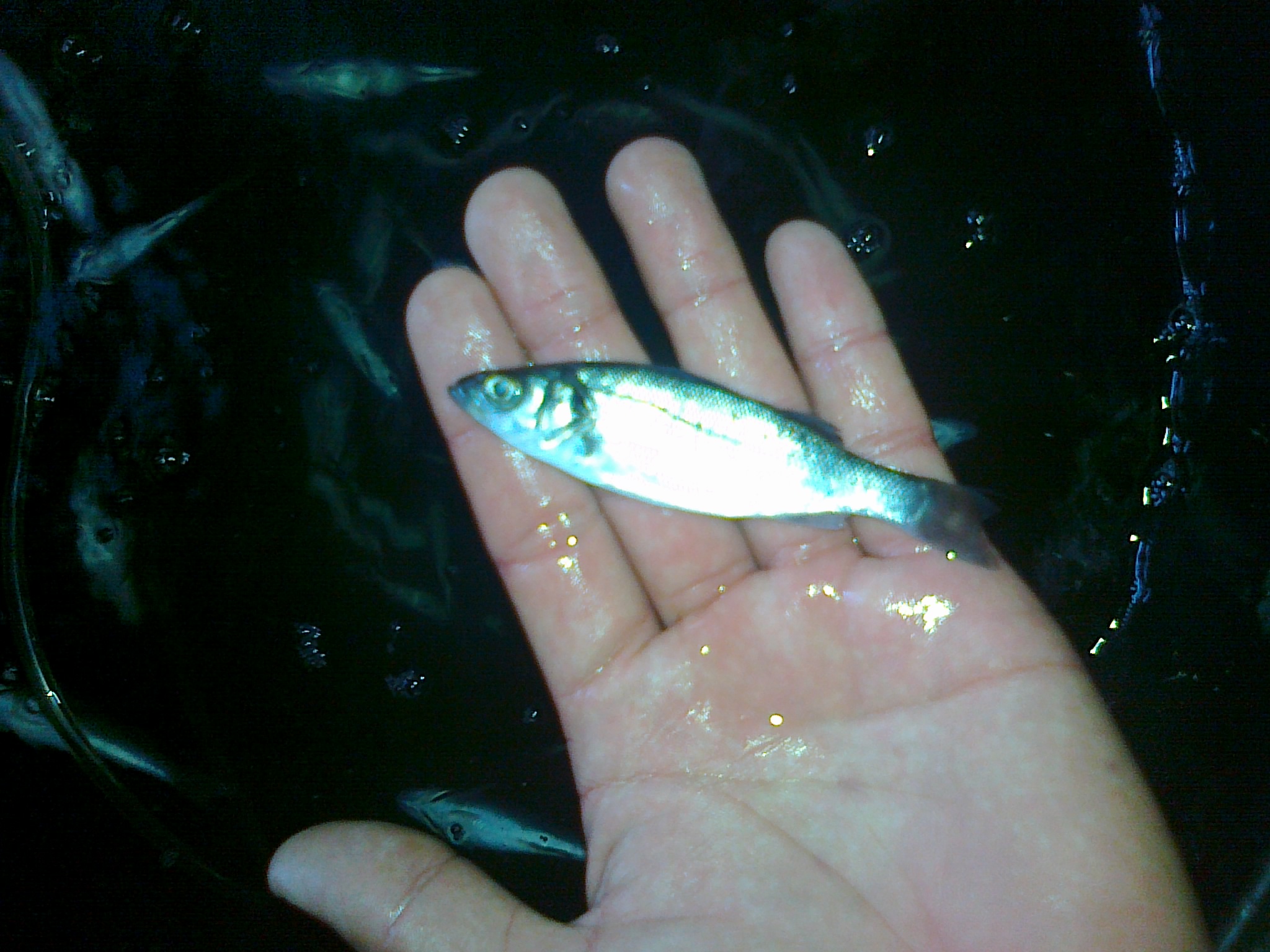 اجتياز امتحان ولوج ماستر تدبير الأحياء المرباة بكلية العلوم و التقنيات بطنجة