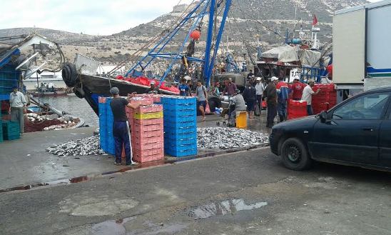 عودة مشهد السردين على رصيف ميناء أكادير بين  القاعدة و الاستثناء