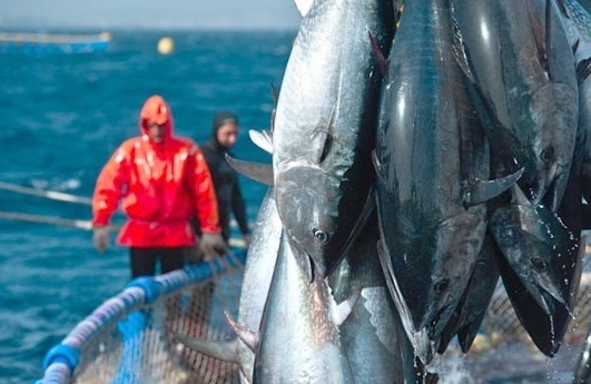 Les thoniers français veulent faire le ménage dans les techniques de pêche