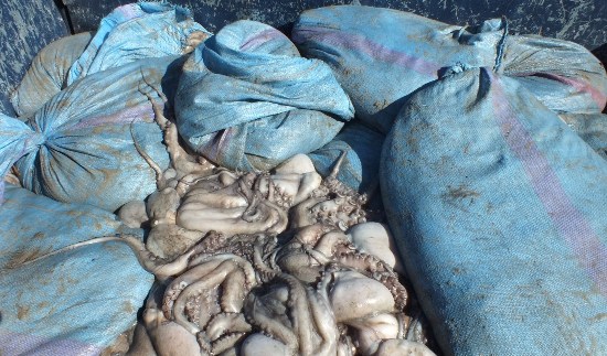 مافيا صيد الاخطبوط  تستغل انشغال الجميع  لممارسة أنشطتها في غفلة عيد الاضحى