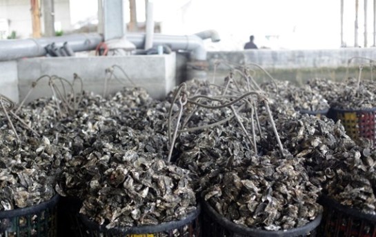 Des huîtres gravées au laser pour éviter les contrefaçons