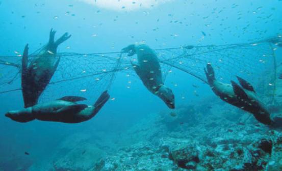 أعالي البحار تحمل قيمة كبيرة للحياة على سطح الأرض