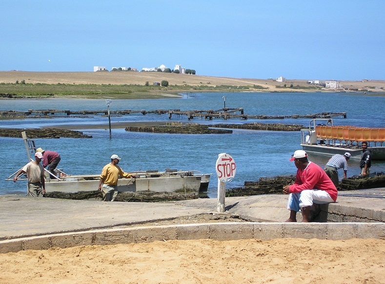 صدفيات الجديدة :مسجل خطر