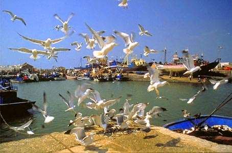 إستراتيجية مغربية نشطة للنهوض بقطاع الصيد الحرفي