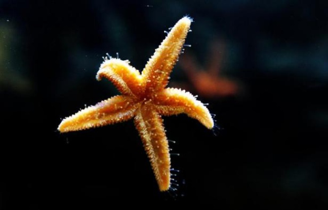 Etats-Unis: hécatombe des étoiles de mer sur la côte ouest due à un virus