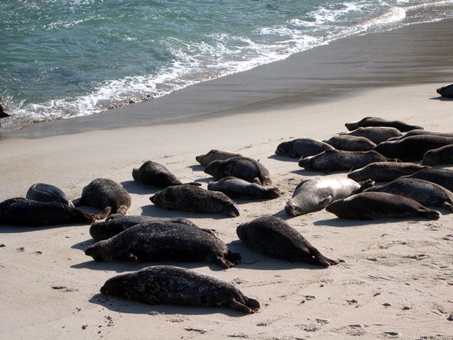 نفوق 500 عجل بحر و فرضية محاربتها بتسميم المياه هي الاقوى