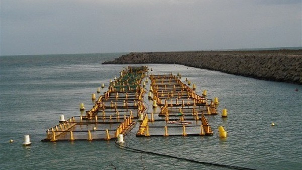 إنشاء الأقفاص السمكية بأعماق البحار يحقق إنتاجًا عاليًا