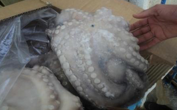 لجنة تفتيش من وزارة الفلاحة و الصيد البحري تفشل في مهامها أمام لوبي تهريب الأخطبوط