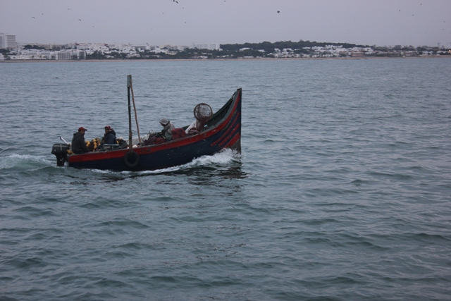 مهنيو قوارب صيد الأسماك السطحية وتجار السمك بالجديدة  يدقون ناقوس الخطر ويطالبون بتدخل ملكي