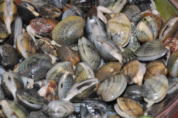 حظر جمع وتسويق الصدفيات بمنطقة رأس بدوزة