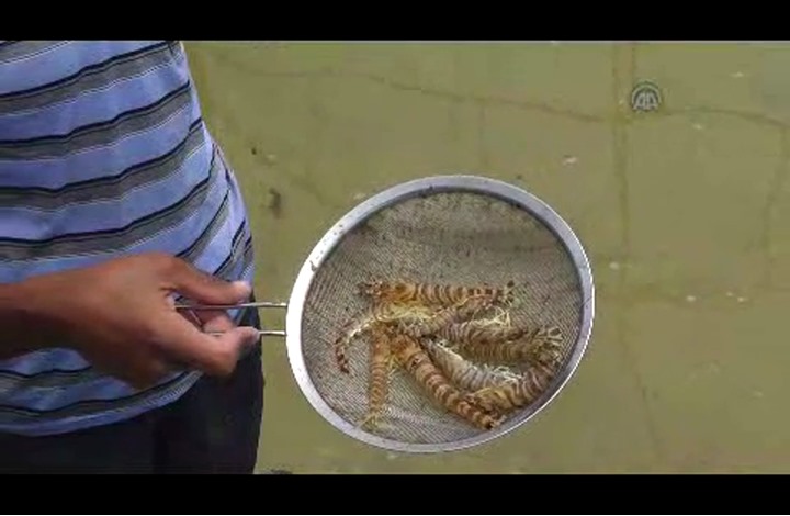 لأول مرة غزة تستزرع سمك “الجمبري”””