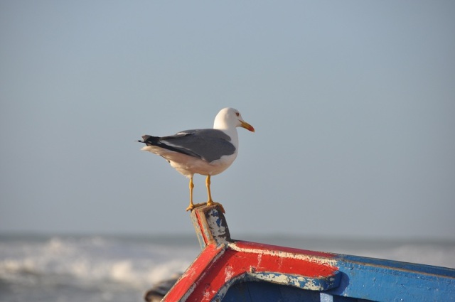 أرض واحدة، محيط واحد