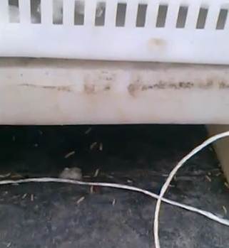 فيديو: ديدان في مستودع الصناديق البلاستيكية بالداخلة علامة الجودة و الصحة