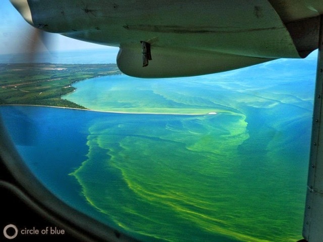 طحالب سامة «تغزو» شواطئ الساحل الغربي للولايات المتحدة