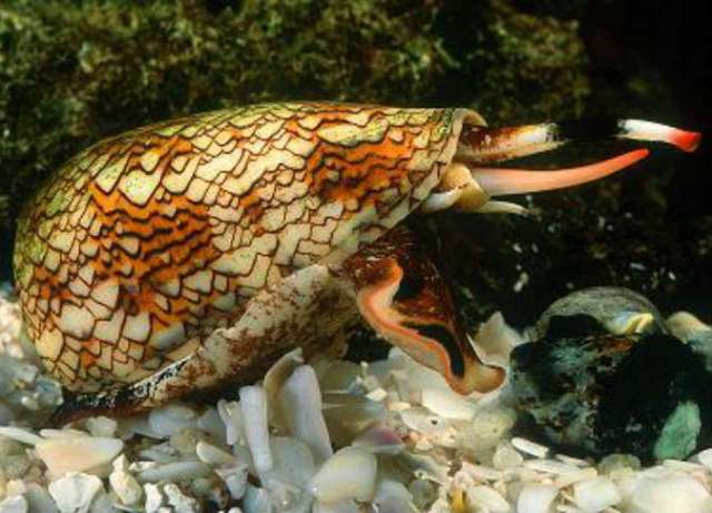 قواقع بحرية تضخ أنسولين لاصطياد الأسماك