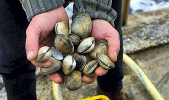 رفع الحظر عن جمع وتسويق الصدفيات بالجديدة وآسفي