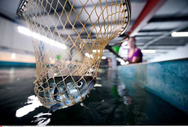 Aliments de poissons : Les droits d’importations chutent… la filière s’inquiète