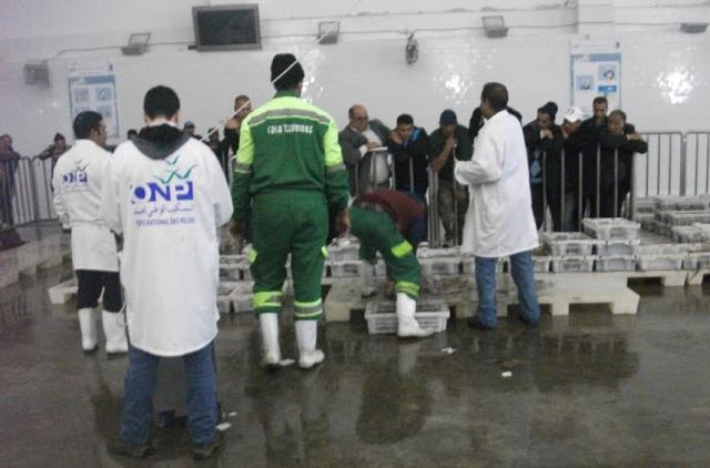 عمال المناولة بمينائي الجديدة و الجرف الأصفر بين مطرقة كازا تكنيك و سندان الشركة الجديدة