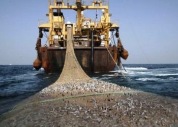 الفاو: إهدار نحو 30% من الأغذية السمكية فى الشرق الأدنى وشمال أفريقيا
