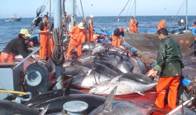 الجزائر اصطادت كامل حصتها السنوية من التونة الحمراء
