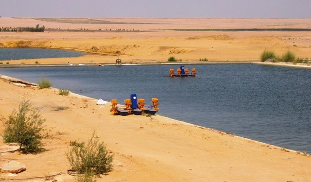 مصر تجني ثمار “الاستزراع السمكي بمحور تنمية قناة السويس وتقدم منتجا عالميا بأرخص الأسعار