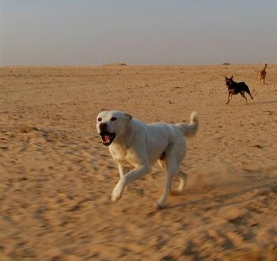 تغطية اشغال منتدى الصيد البحري بفاس تستفز الشيخ ابو سردينة
