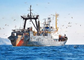 Pêche illégale : qui sont les braconniers de haute mer