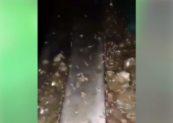 شريط فيديو  من العيون يكشف حالة كارثية لحاوية شاحنة نقل السمك