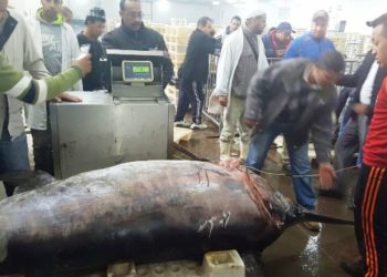 أكثر من 1.5طن من الاسبادو و القرش تقع بين يدي مصالح المراقبة بمندوبية الصيد البحري بأكادير