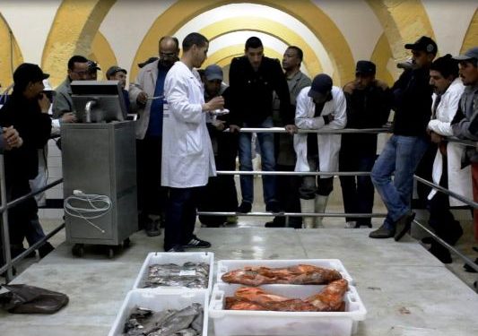 تراجع مفرغات الصيد بميناء الصويرة