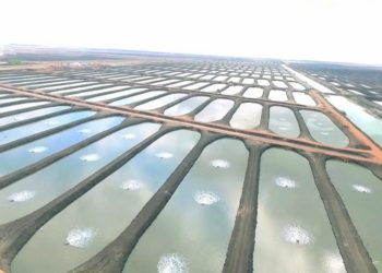 مصر: خمس مشروعات ضخمة للاستزراع السمكى لتحقيق الاكتفاء من الأسماك .
